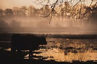 Hooglander koe zonsopgang