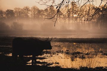 Hooglander koe zonsopgang van Roos Zanderink