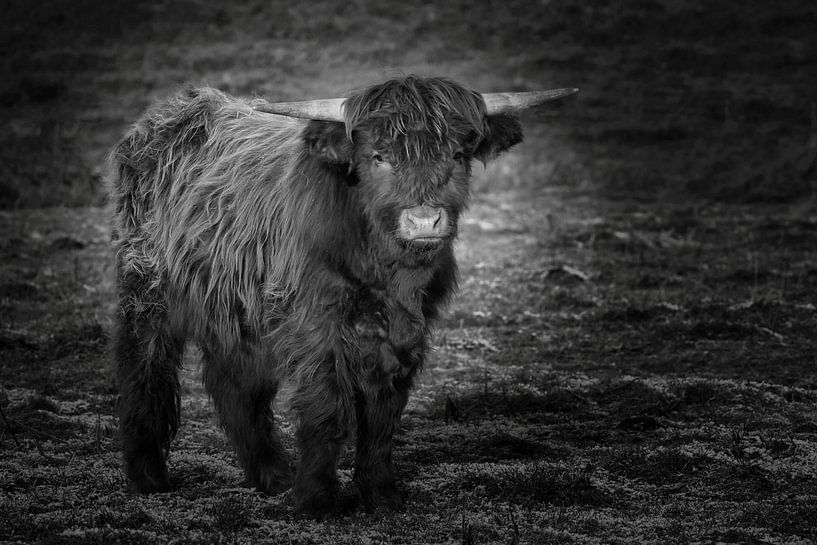 Jeune taureau écossais highlander en noir et blanc par Miny'S