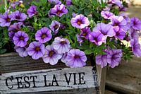 Cést la vie