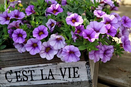 Cést la vie