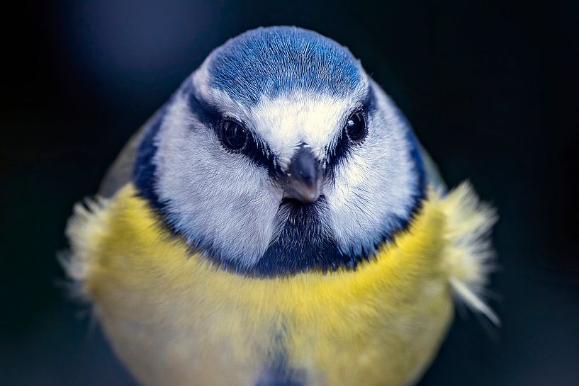 Blaumeise von Humphry Jacobs