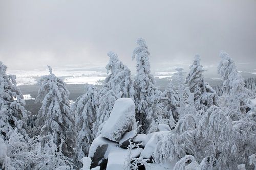 Winterlandschap met mist in het Harz gebergte