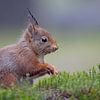 Eekhoorn in het bos. van Dirk Claes