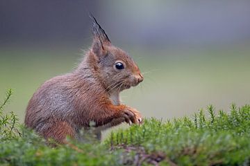 Écureuil dans la forêt. sur Dirk Claes
