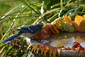 A blue jay in the garden in autumn by Claude Laprise