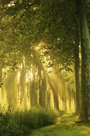 Ein magischer, nebliger Morgen von LHJB Photography