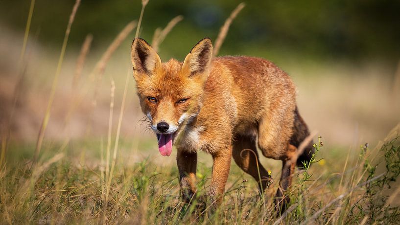 Müder Fuchs in Wasserversorgungsdünen von Arjan Warmerdam