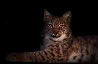 a beautiful lynx symmetrically lies a beautiful slender beast on a dark background. by Michael Semenov thumbnail