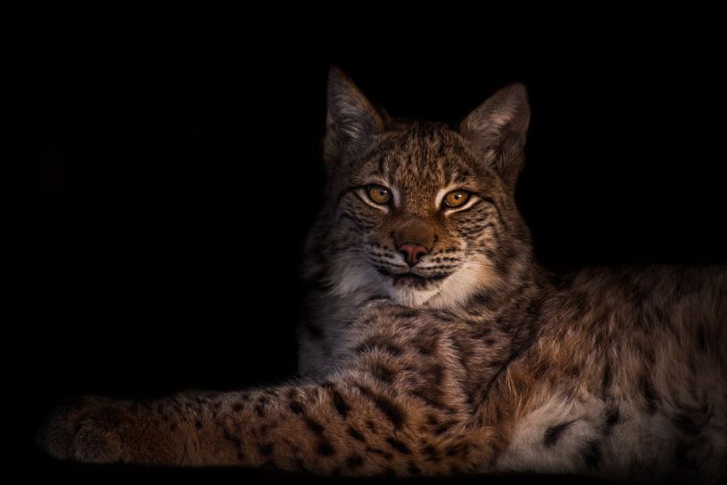 a beautiful lynx symmetrically lies a beautiful slender beast on a dark background. by Michael Semenov