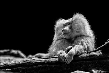 Resting Baboon near tree trunk by Celina Dorrestein