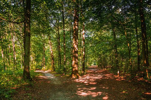 Wandelpaden in het bos