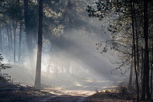 Sunrise in the forest