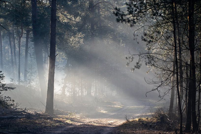 Sunrise in the forest by whmpictures .com