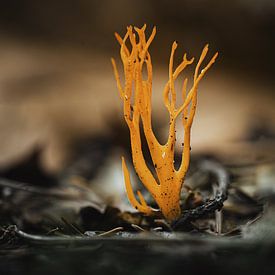 Coral mushroom by Adri Rovers
