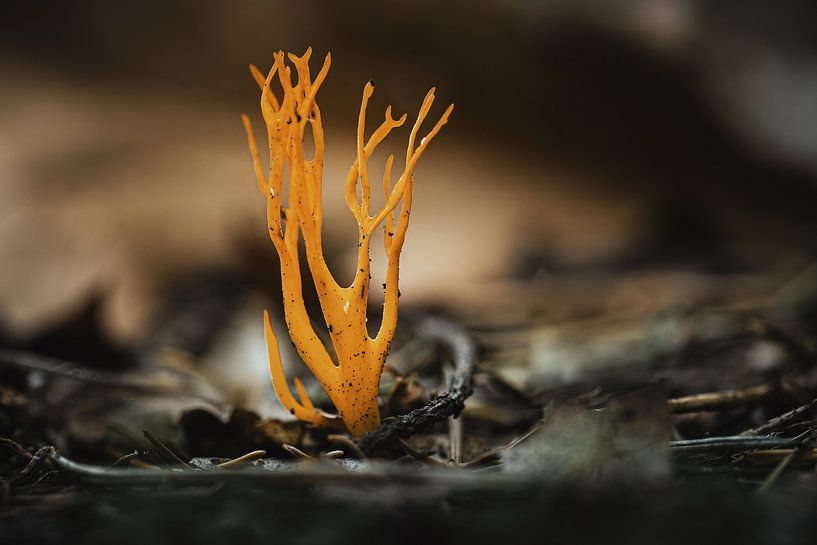 Korallenpilz von Adri Rovers