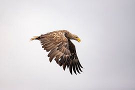 Weißkopfseeadler, Haliaeetus albicilla. Weißschwanzadler