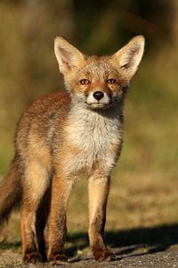 Jungfuchs