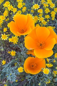 Draufsicht auf blühende Blumen in Nahaufnahme, die in der Antelope Valley, USA, wachsen von Nature in Stock