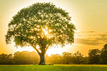 boom in de avondzon