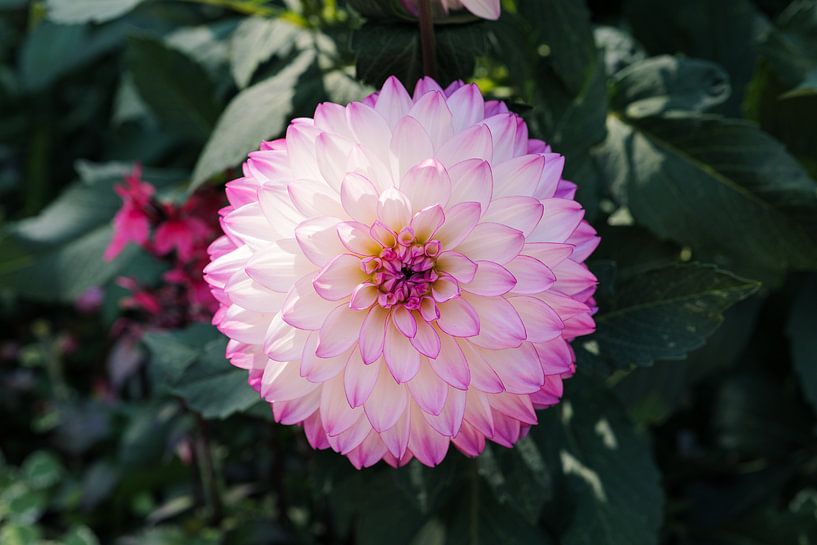 Dahlia Blume von Luis Emilio Villegas Amador
