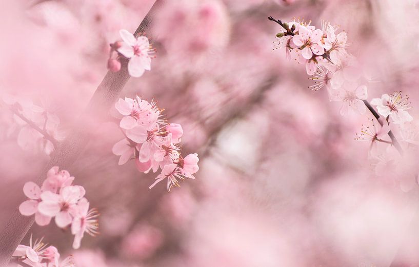 Unter einer Wolke von Blumen von Birgitte Bergman