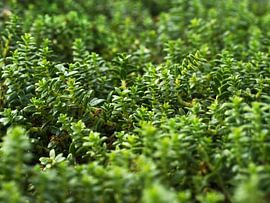 Sea Sandwort (Honckenya peploides) at the Baltic coast, macro by Jörg Hausmann
