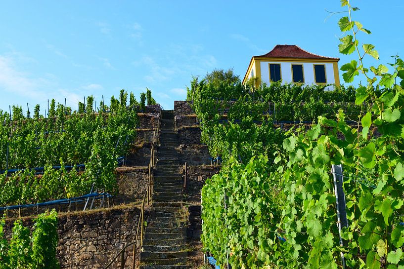 Grüner steiler Weinberg im Sommer in der Weinregion Sachsen, Deutschland von Studio LE-gals