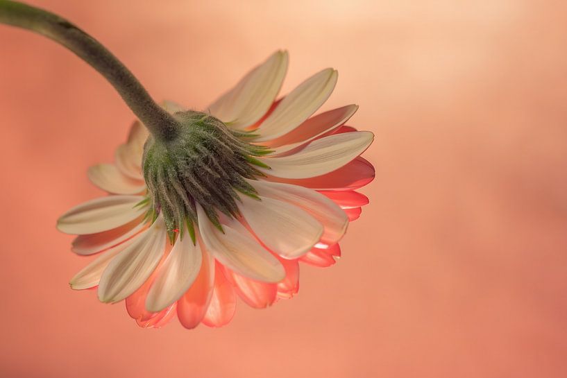 Blumen Traum 5 von Marcel Kieffer