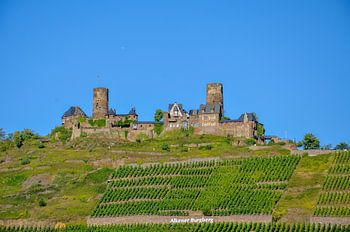 Die mit Trauben bepflanzte Burg Thurant im Hunsrück auf dem Alkener Burgberg bei blauem Himmel