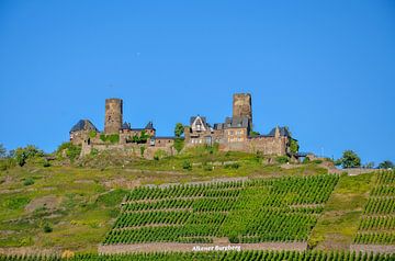 Die mit Trauben bepflanzte Burg Thurant im Hunsrück auf dem Alkener Burgberg bei blauem Himmel von LuCreator