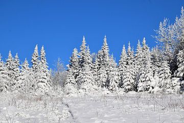 Ein verschneiter Wald nach dem Sturm