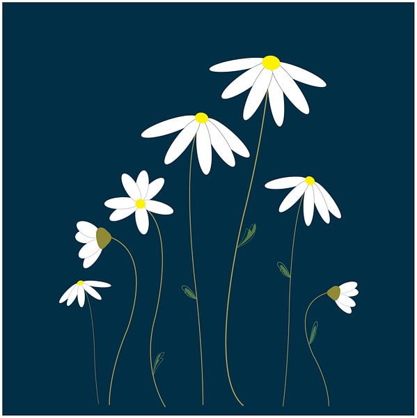 Illustrationszeichnung von Margeritenblüten von sarp demirel