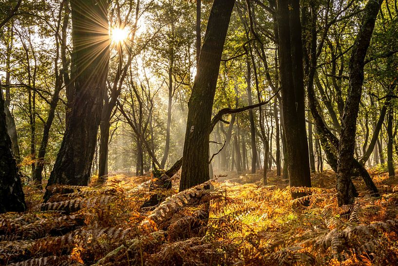 National Park De Meinweg in Limburg - Netherlands by Maurice Meerten