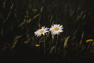 Two little daisies dark & moody van Sandra Hazes