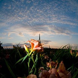 Rosa Lilie im Sonnenuntergang, Venlo von Marcel Admiraal