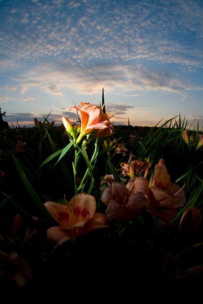 Pink lily against sunset, Venlo by Marcel Admiraal