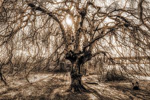 Silhouette Hänge-Buche Baumstamm und Äste kahl im Frühling im Gegenlicht mit Sepia Tonung