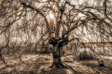 Silhouette hanging beech tree trunk and branches bare in spring backlight with sepia toning by Dieter Walther