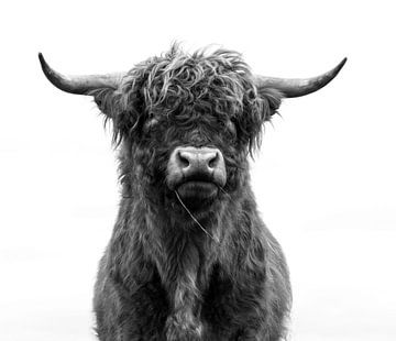 Portret Schotse Hooglander zwart-wit van Ans Bastiaanssen