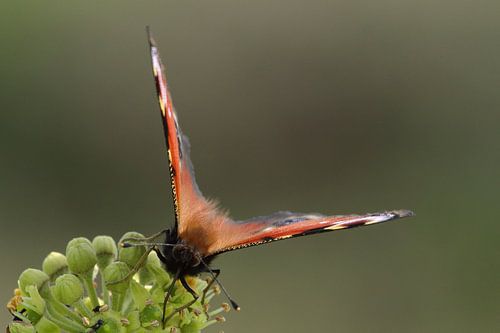 Peacock on flower