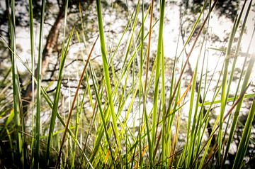 Gras op Bruny Island, Tasmanië van Sven Wildschut