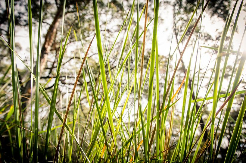 Gras op Bruny Island, Tasmanië von Sven Wildschut