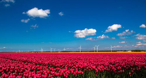 Tulpen