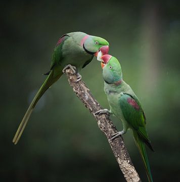 Schöne Paradiesvögel teilen ihre Mahlzeit von Jesper Stegers