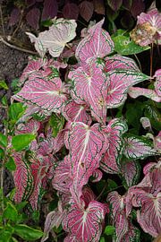 tuin plant in azie by Bart Cornelis de Groot