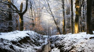 Winterwonderland in de Veluwe van Sara in t Veld Fotografie