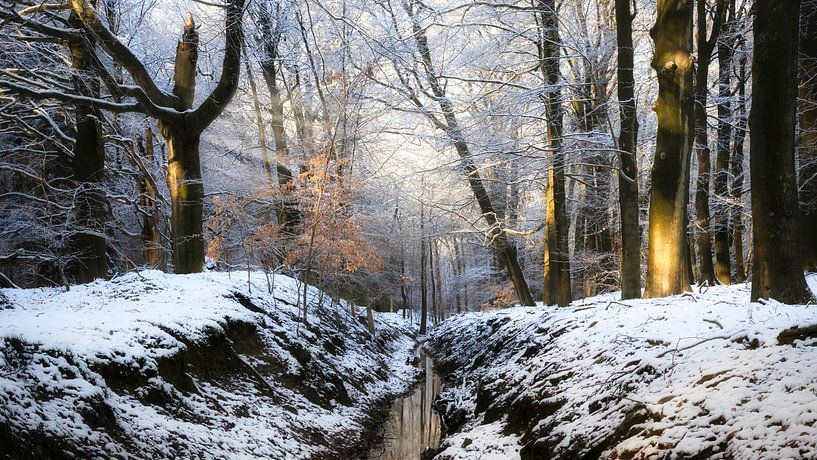 Winterwunderland in der Veluwe von Sara in t Veld Fotografie