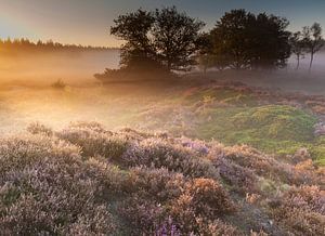 Morning light on a misty heath field by Ron Buist