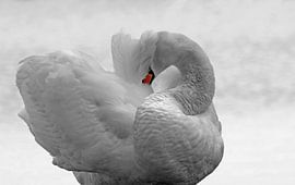 Zwaan zwart wit met kleurelement von Yvonne Steenbergen